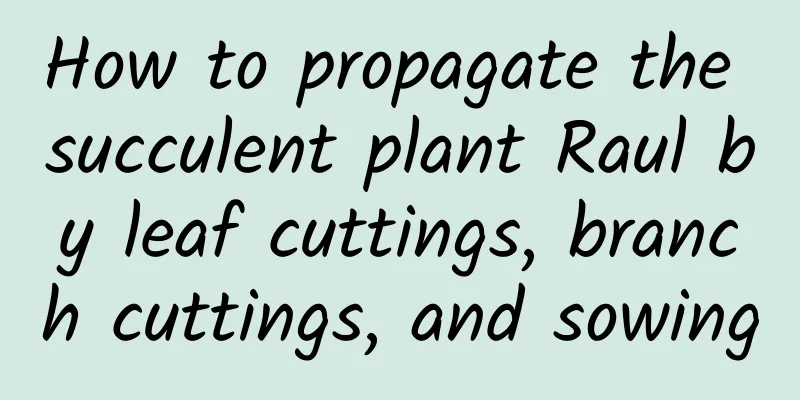 How to propagate the succulent plant Raul by leaf cuttings, branch cuttings, and sowing