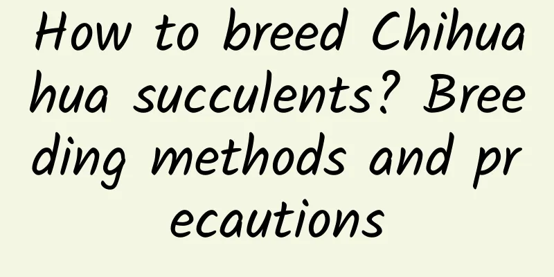 How to breed Chihuahua succulents? Breeding methods and precautions