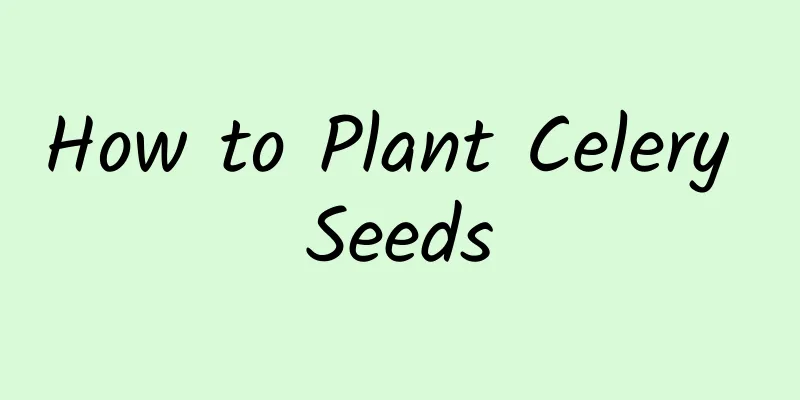 How to Plant Celery Seeds
