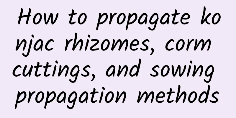 How to propagate konjac rhizomes, corm cuttings, and sowing propagation methods