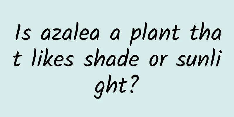 Is azalea a plant that likes shade or sunlight?