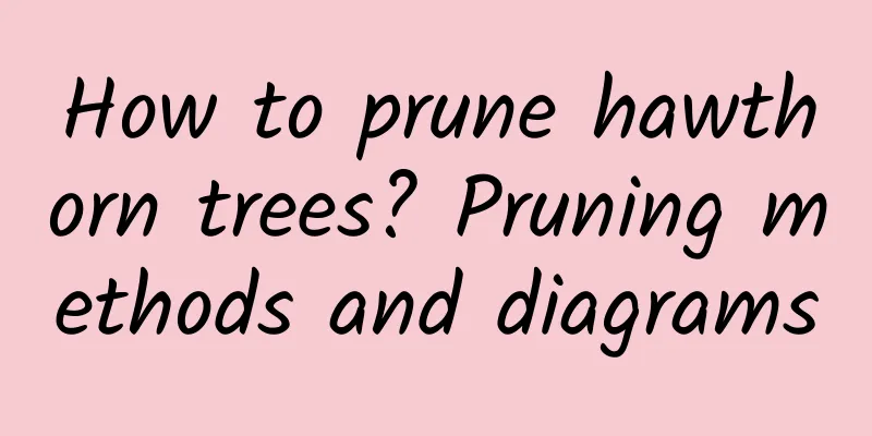 How to prune hawthorn trees? Pruning methods and diagrams