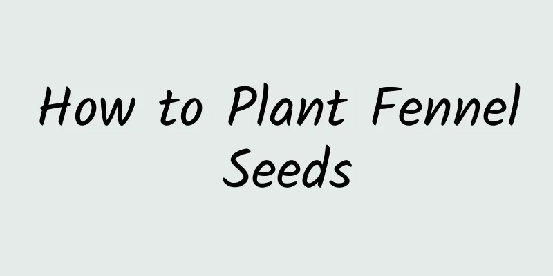 How to Plant Fennel Seeds