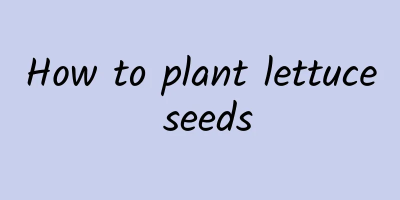 How to plant lettuce seeds