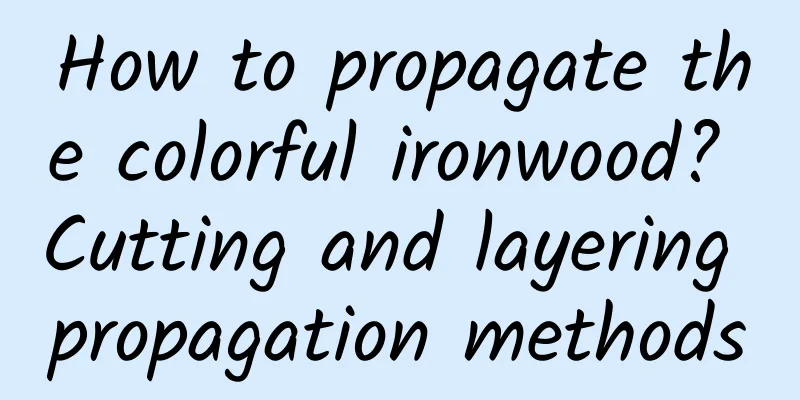 How to propagate the colorful ironwood? Cutting and layering propagation methods
