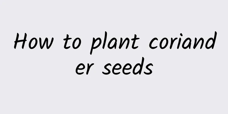 How to plant coriander seeds