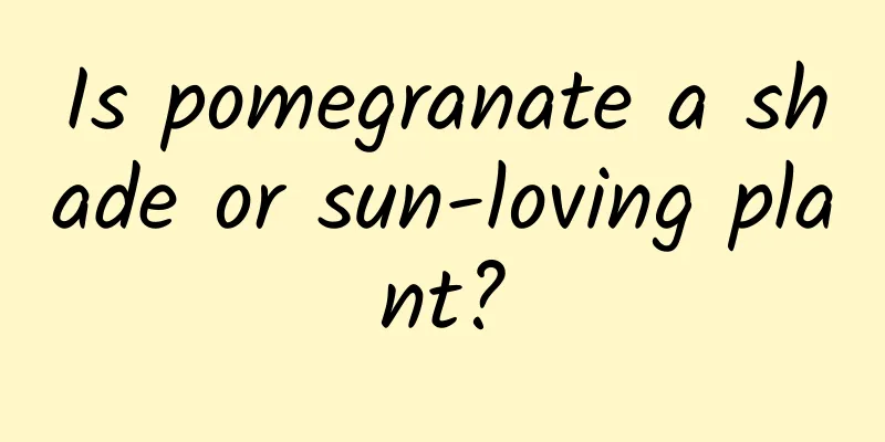 Is pomegranate a shade or sun-loving plant?