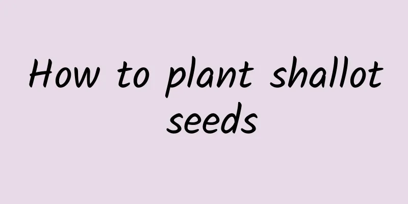 How to plant shallot seeds