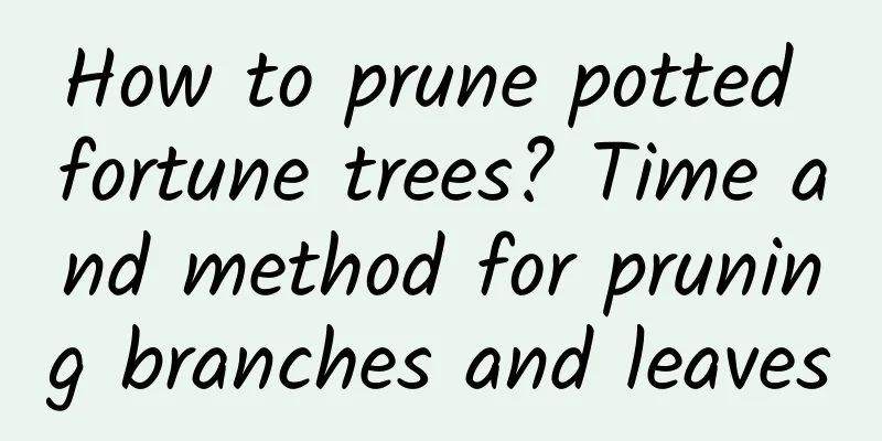 How to prune potted fortune trees? Time and method for pruning branches and leaves