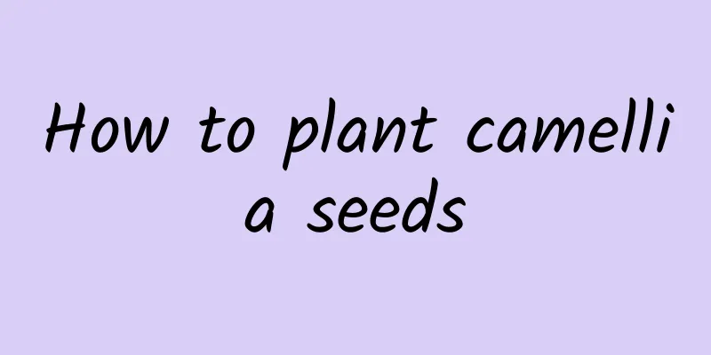 How to plant camellia seeds