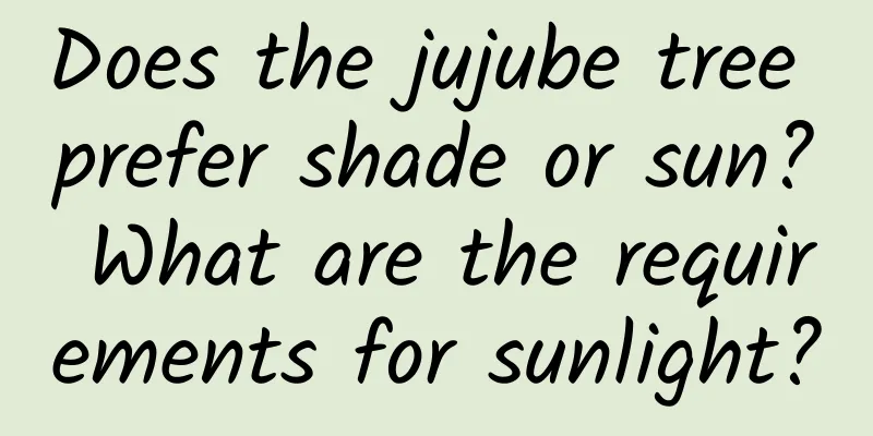 Does the jujube tree prefer shade or sun? What are the requirements for sunlight?