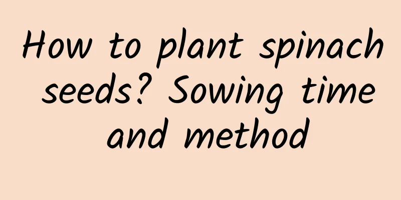 How to plant spinach seeds? Sowing time and method