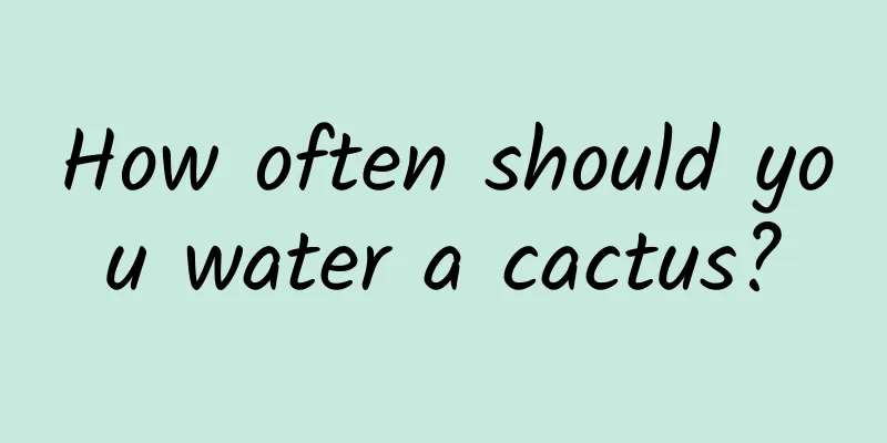 How often should you water a cactus?