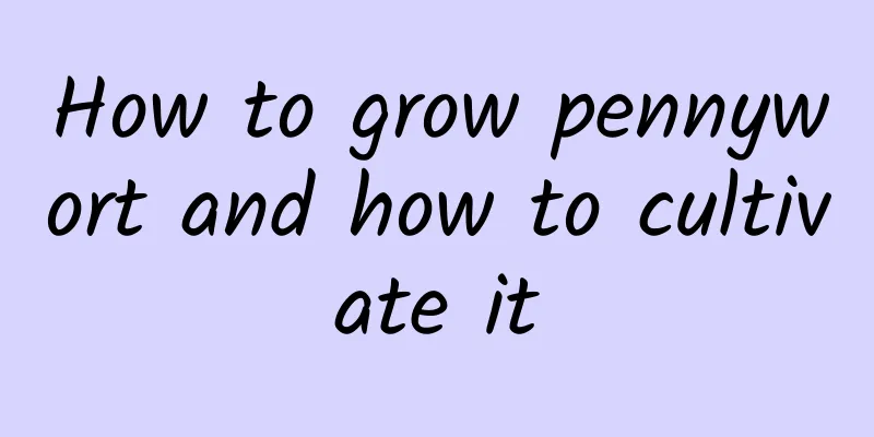 How to grow pennywort and how to cultivate it