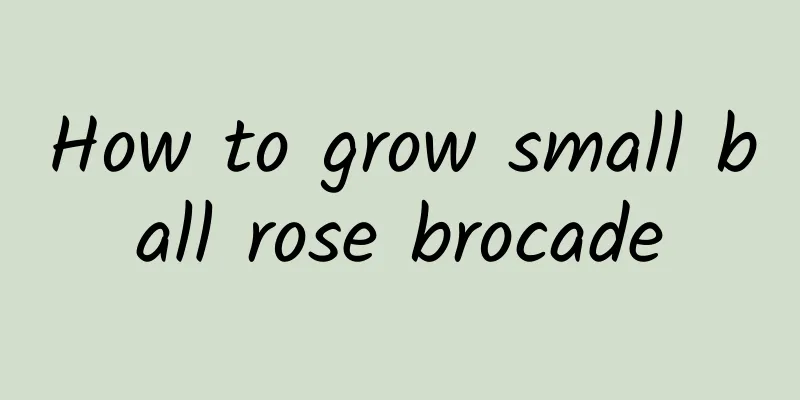 How to grow small ball rose brocade