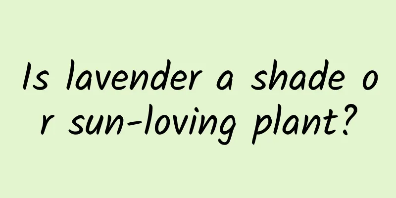 Is lavender a shade or sun-loving plant?