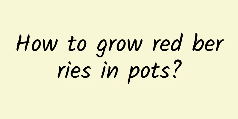 How to grow red berries in pots?