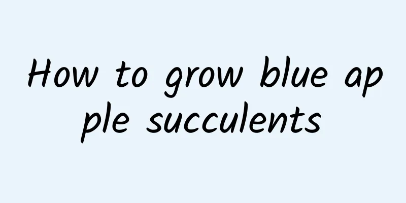 How to grow blue apple succulents