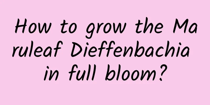 How to grow the Maruleaf Dieffenbachia in full bloom?