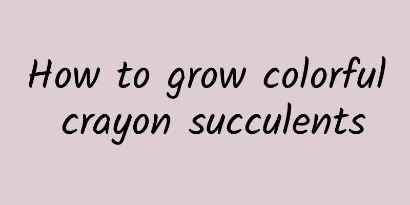 How to grow colorful crayon succulents
