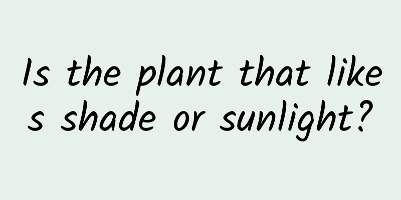 Is the plant that likes shade or sunlight?