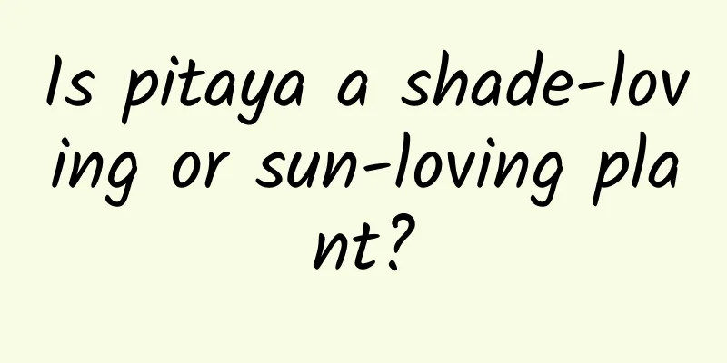 Is pitaya a shade-loving or sun-loving plant?
