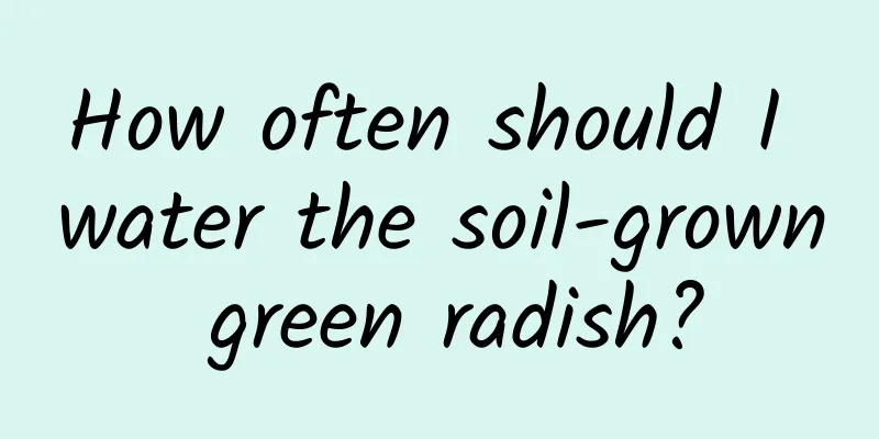 How often should I water the soil-grown green radish?