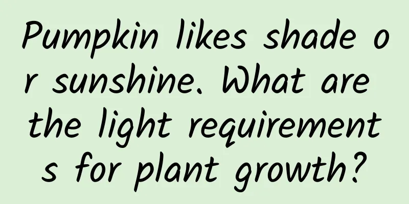 Pumpkin likes shade or sunshine. What are the light requirements for plant growth?