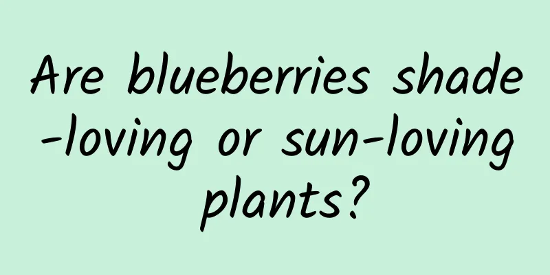 Are blueberries shade-loving or sun-loving plants?