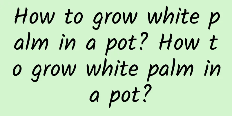 How to grow white palm in a pot? How to grow white palm in a pot?