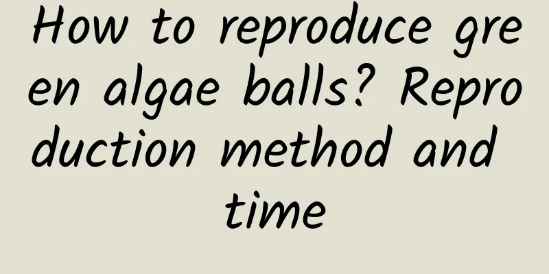 How to reproduce green algae balls? Reproduction method and time