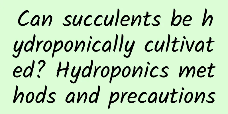 Can succulents be hydroponically cultivated? Hydroponics methods and precautions