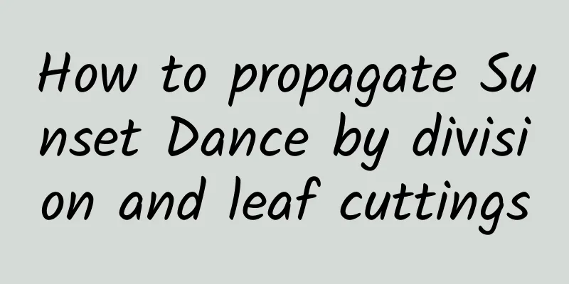 How to propagate Sunset Dance by division and leaf cuttings