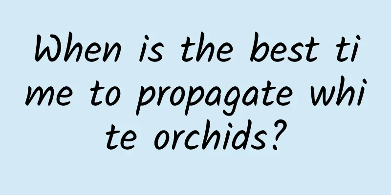 When is the best time to propagate white orchids?