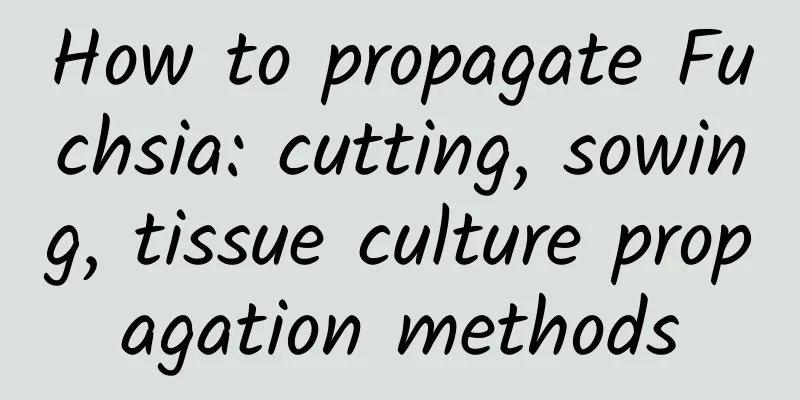 How to propagate Fuchsia: cutting, sowing, tissue culture propagation methods