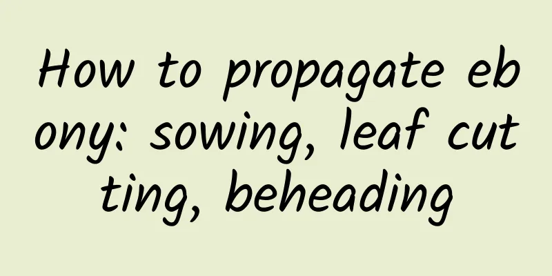 How to propagate ebony: sowing, leaf cutting, beheading