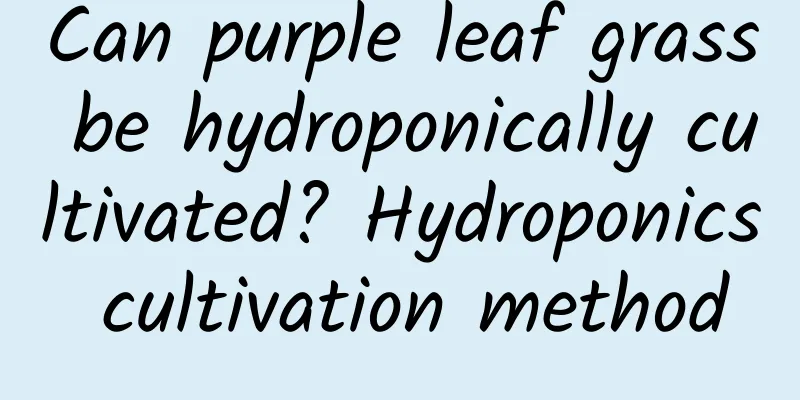 Can purple leaf grass be hydroponically cultivated? Hydroponics cultivation method