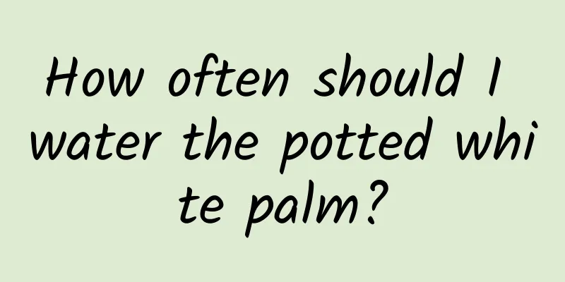How often should I water the potted white palm?