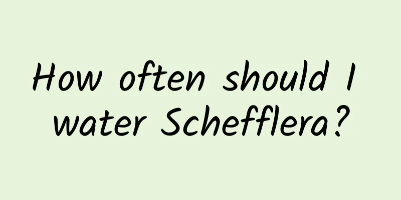 How often should I water Schefflera?