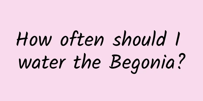 How often should I water the Begonia?