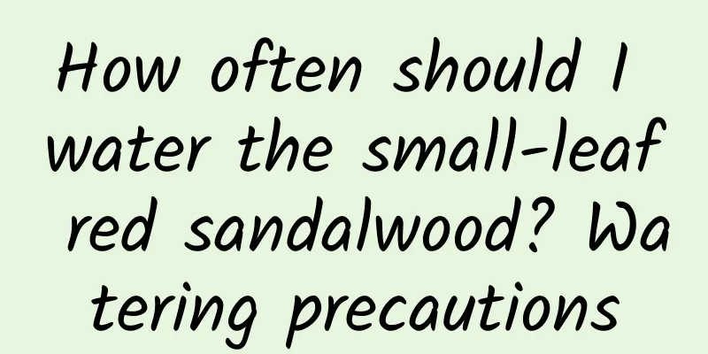 How often should I water the small-leaf red sandalwood? Watering precautions