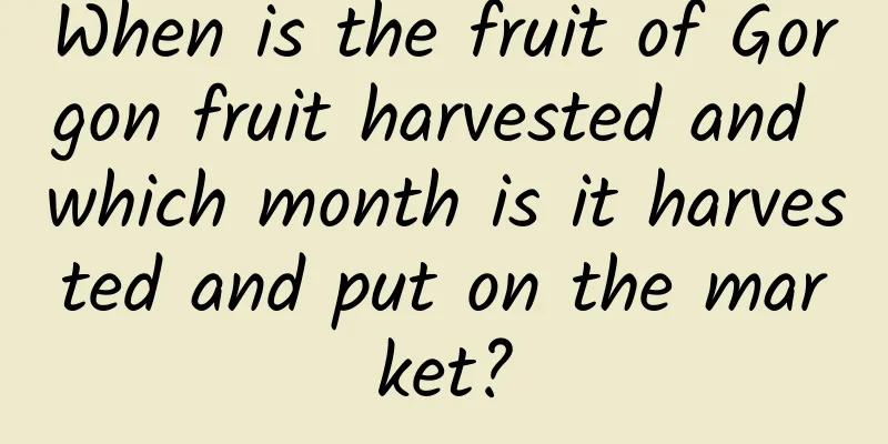 When is the fruit of Gorgon fruit harvested and which month is it harvested and put on the market?