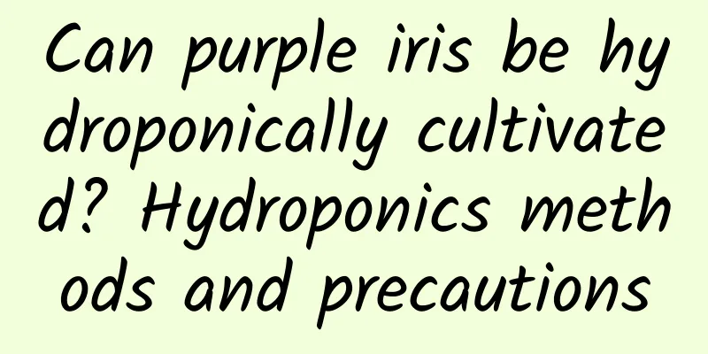 Can purple iris be hydroponically cultivated? Hydroponics methods and precautions
