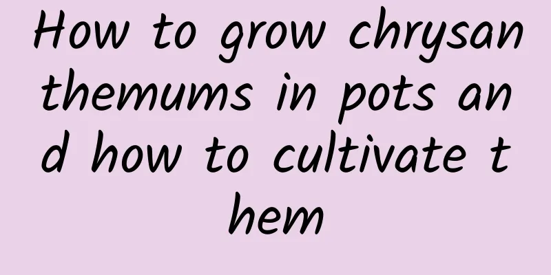 How to grow chrysanthemums in pots and how to cultivate them