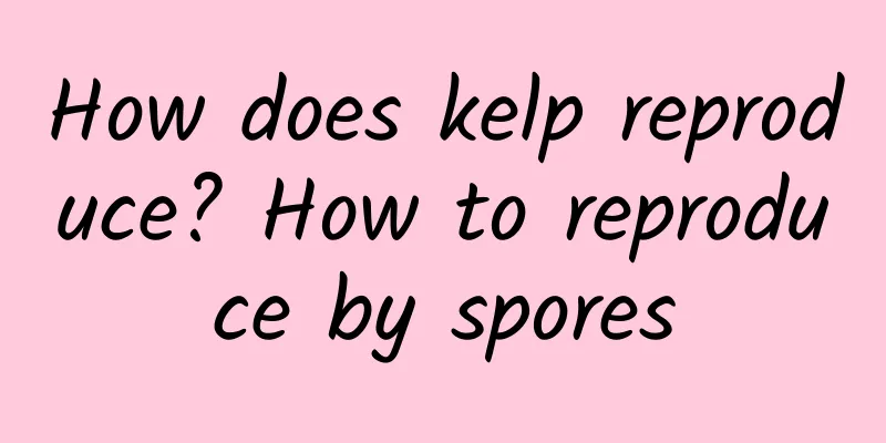 How does kelp reproduce? How to reproduce by spores