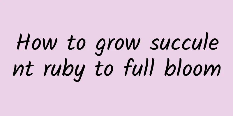 How to grow succulent ruby ​​to full bloom
