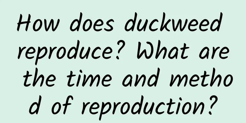 How does duckweed reproduce? What are the time and method of reproduction?