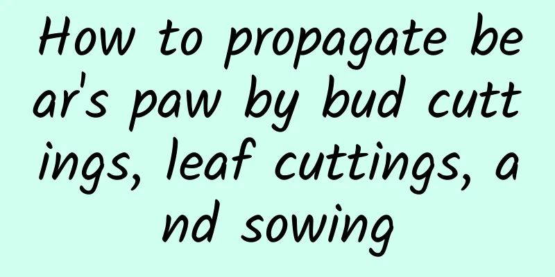 How to propagate bear's paw by bud cuttings, leaf cuttings, and sowing