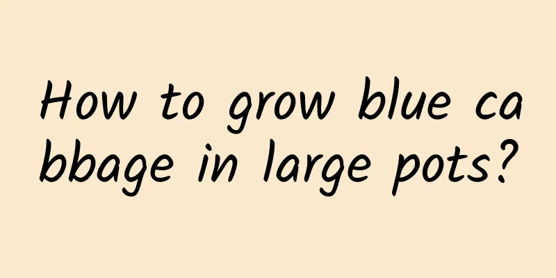 How to grow blue cabbage in large pots?