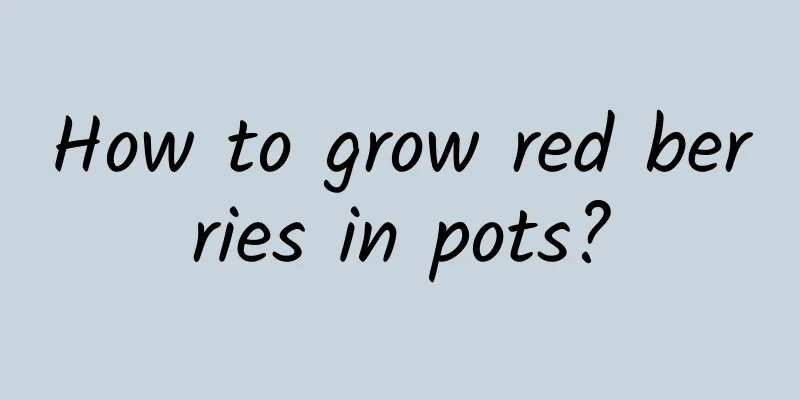 How to grow red berries in pots?